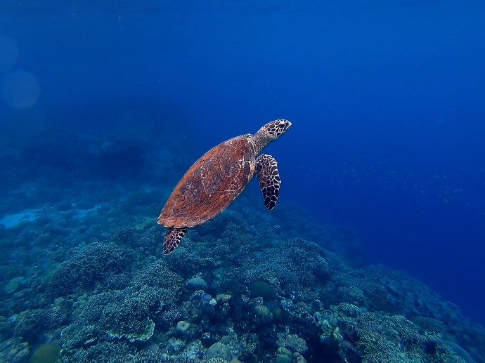 brown turtle in sea