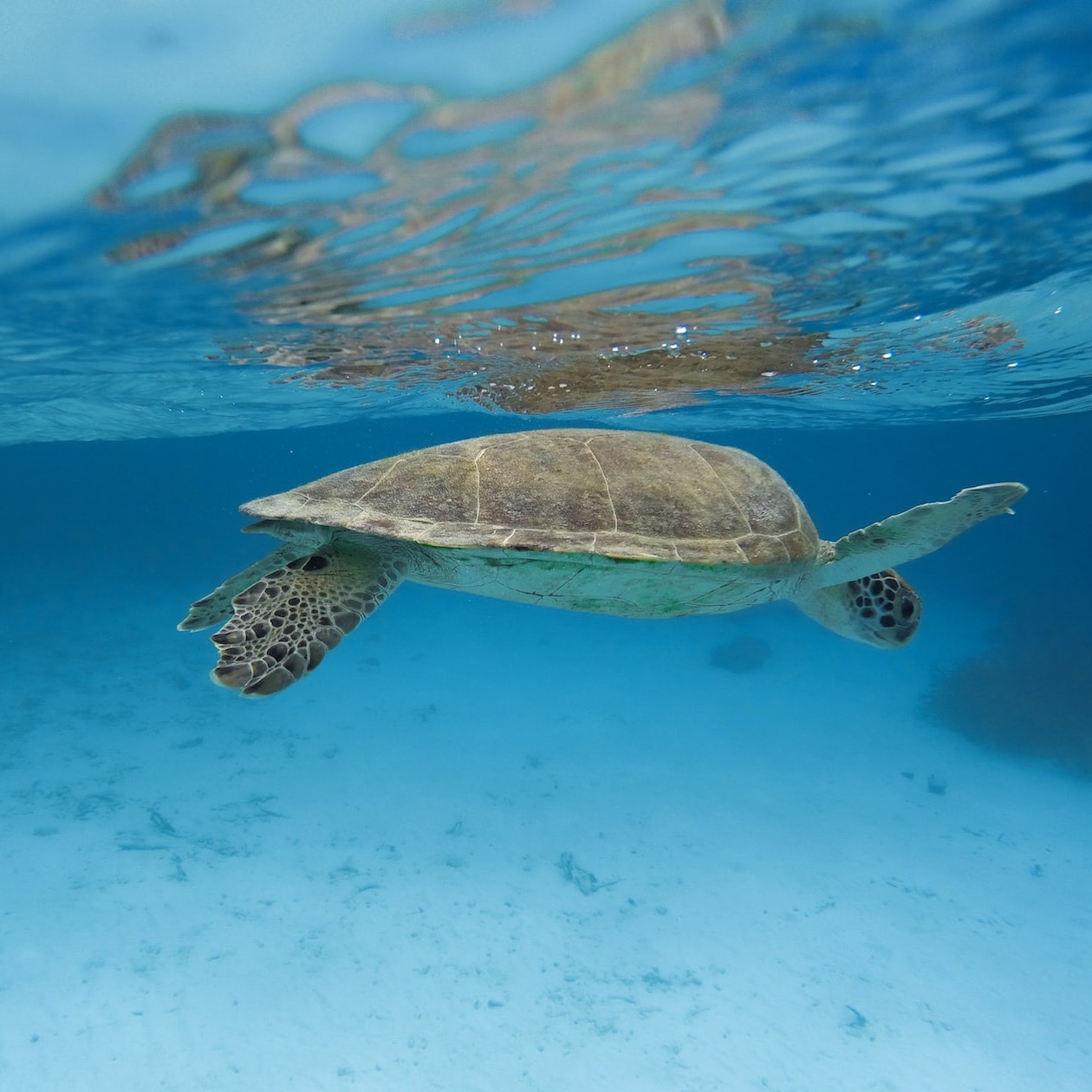 brown and green turtle in water