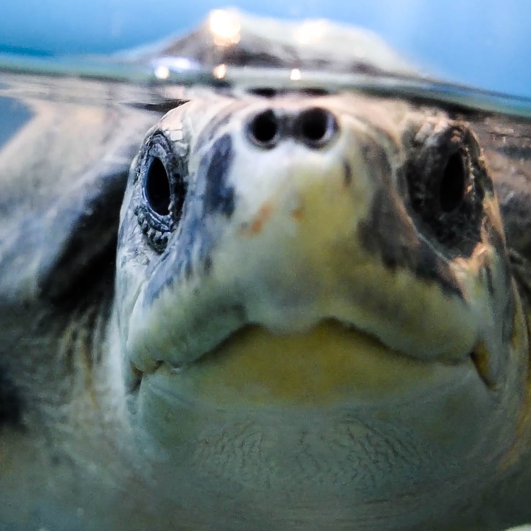 close-up of brown turtle